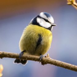 あがり症を治す方法【絶対ではないがかなりの高確率であがり症を自力で治す方法】